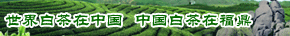 茶鄉白茶